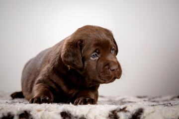 chocolate labrador puppy in studio