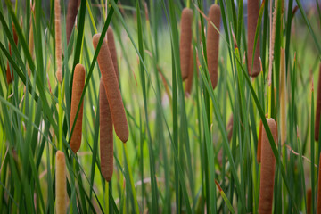 The cattail flowers (Typha angustifolia L.) grow in the water when they are old, they will be...