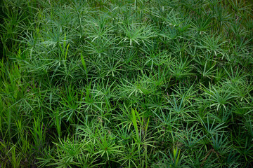 Umbrella flat sedge is an ornamental grass often seen at the edges of rivers and ponds.