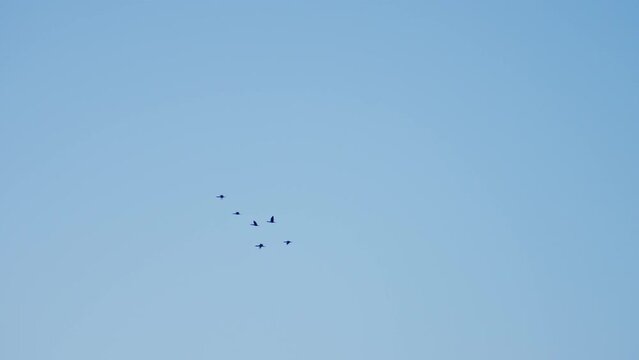 a small flock of black birds flies in the clear blue sky