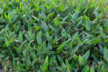 Arrowroot (Thalia geniculata) is native to a large region in Africa, from Senegal in the west to...