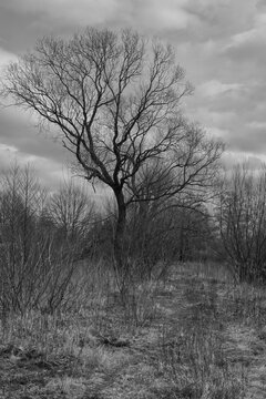 Lone tree on fallow.