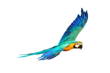 Deurstickers Colorful macaw parrot flying isolated on white. © Passakorn