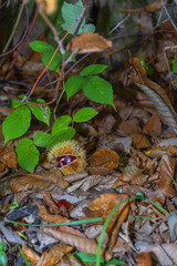 Castagneto centenario