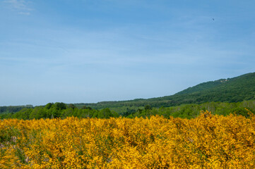 Paesaggio di montagna con ginestre gialle e colline verdi