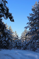 Coniferous forest on a sunny winter morning