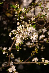 Bouqet Of White Plum Flowers On A Brunch. Sun Reflecting On Them