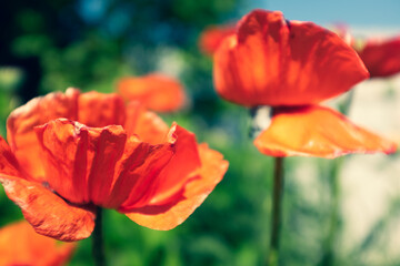 Red opium poppy flowers on blurred green background. Flowering plant in the family Papaveraceae. A picture of poppy plant for a poster, calendar, post, screensaver, wallpaper, banner, cover, website