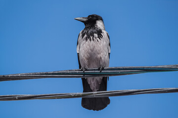 Adult grey-black raven sits on wires.