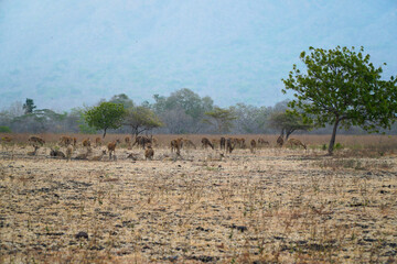 Fototapeta na wymiar a herd of deer is gathering in the middle of the savanna