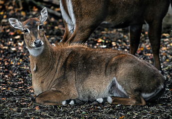 Nilgai antelope on the ground in its enclosure. Latin name - Boselaphus tragocamelus