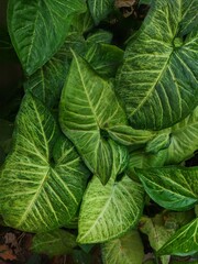 Arrowhead plant The leaves of the tree are arranged in different patterns.Common name: arrowhead plant, arrowhead vine, arrowhead philodendron, goosefoot.It is quite common in Africa and the America