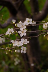 Close Up Shot Of White Plum Flowers On A Branch. Blurry Background