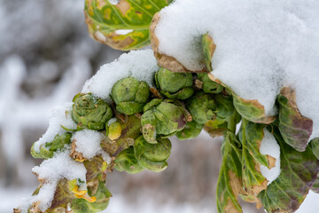 Rosenkohl Pflanzen im Winter unter Schneehaube, Rosenkohlpflanzen Schneebedeckt, Rosenkohlpflanzen...
