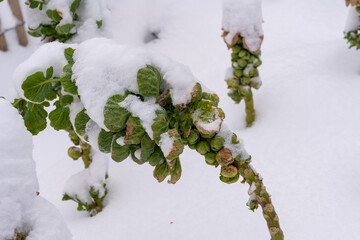 Rosenkohlpflanzen bei Frost unter Eis und Schnee, Rosenkohl Pflanzen im Winter unter Schneehaube,...