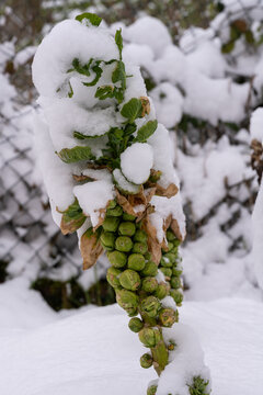 Rosenkohlpflanzen bei Frost unter Eis und Schnee, Rosenkohl Pflanzen im Winter unter Schneehaube, Rosenkohlpflanzen Schneebedeckt, verschneiter Rosenkohl kurz vor der Ernte, Rosenk&ouml;hlchen eingeschneit