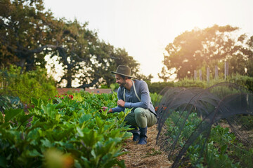 Produce more, conserve more. Shot of a young man tending to the crops on a farm.
