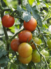 Wachsende Tomaten