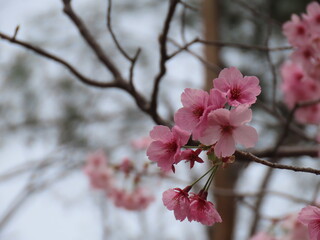 京都、けいはんな記念公園の桜