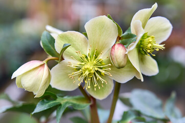 pure white and pink white Christmas Rose (Helleborus Niger) flowers close-up. early spring flowers....