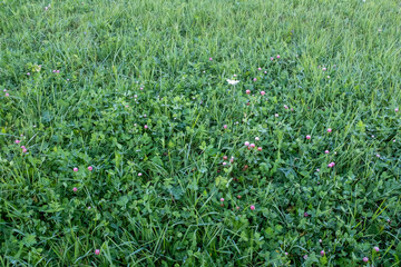 Field of mown green grass, top view. The texture of the mown green grass, close up. Background from trimmed lawn for post, screensaver, wallpaper, postcard, poster, banner, cover, website