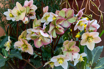 pure white and pink white Christmas Rose (Helleborus Niger) flowers close-up. early spring flowers. spring floral background