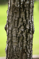 Fototapeta premium Wooden Bark in the garden , Close up Texture