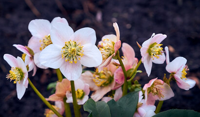 pure white and pink white Christmas Rose (Helleborus Niger) flowers close-up. early spring flowers. pink spring floral background