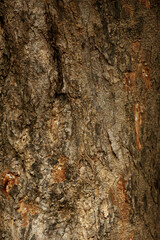 Wooden Bark in the garden , Close up Texture