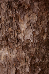 Wooden Bark in the garden , Close up Texture