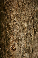 Wooden Bark in the garden , Close up Texture