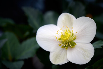 pure white Christmas Rose (Helleborus Niger) flower close-up. early spring flowers. spring floral background