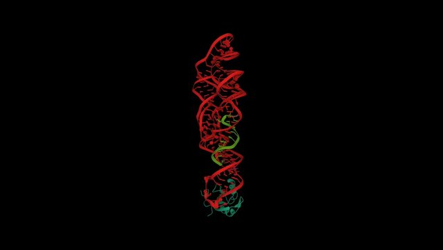 Structure of Bacillus anthracis glmS ribozyme (red) bound to MaN6P with bound RNA (green) and small ribonucleoprotein (blue-green). Animated 3D cartoon and Gaussian surface models, PDB 3g96