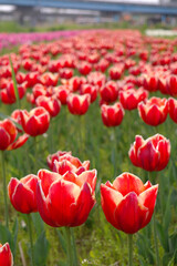 Red tulips are in full bloom.