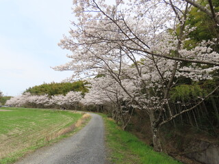 京都府田辺市の桜