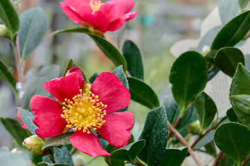 Bright Camellia sasanqua (Paradise Belinda) flowers on a bush. garden flowering plant from Asia....