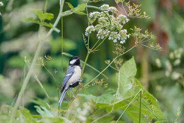 Great Tit on Cow Parsley