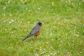 robin on the grass