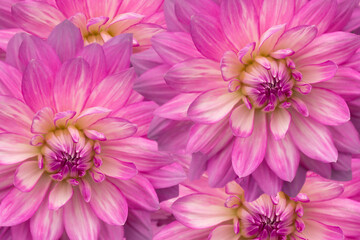Flowers background from pink dahlias. Postcard, wallpaper.