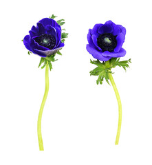 Set of blue anemone flowers (buds) isolated