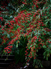 Ornamental garden shrubs Cotoneaster watereri with bright red berries and green leaves. Bright natural background. Winter garden