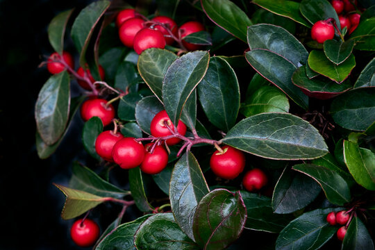 Bright red berries and shiny green leaves of Checkerberry (Wintergreen, Gaultheria procumbens) close-up. low growing plant. natural garden background
