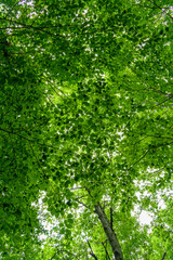looking up to the sky through tree canopy of beech trees
