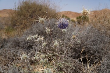 Echinops Polyceras flower in the desert