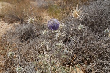 Echinops Polyceras flower in the desert