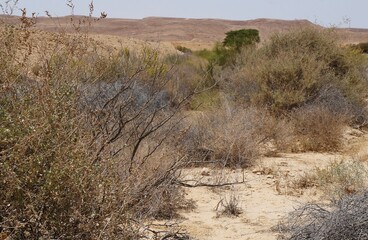 Hiking in Nahal Sharbit, South Israel