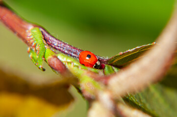 Coccinella su un ramo di ciliegio