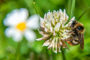 Ape appogiata su un fiore