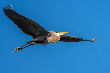 Great Blue Heron in Flight