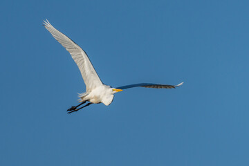 Great Egret in Flight